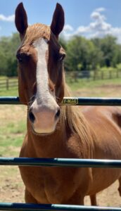 BEHS 1177 – Kuzco