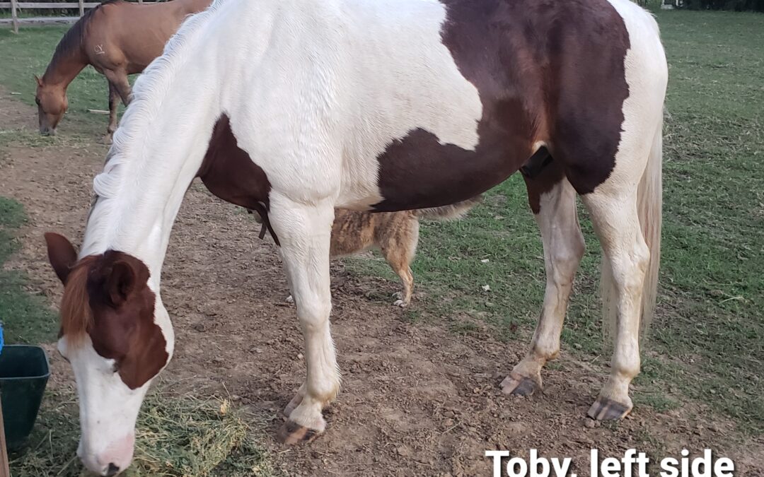 BEHS 1213- Toby