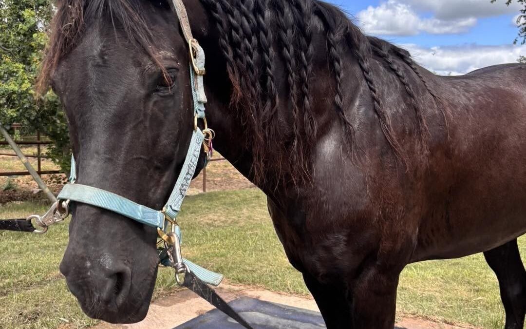 BEHS 1305 – Sancho Panza