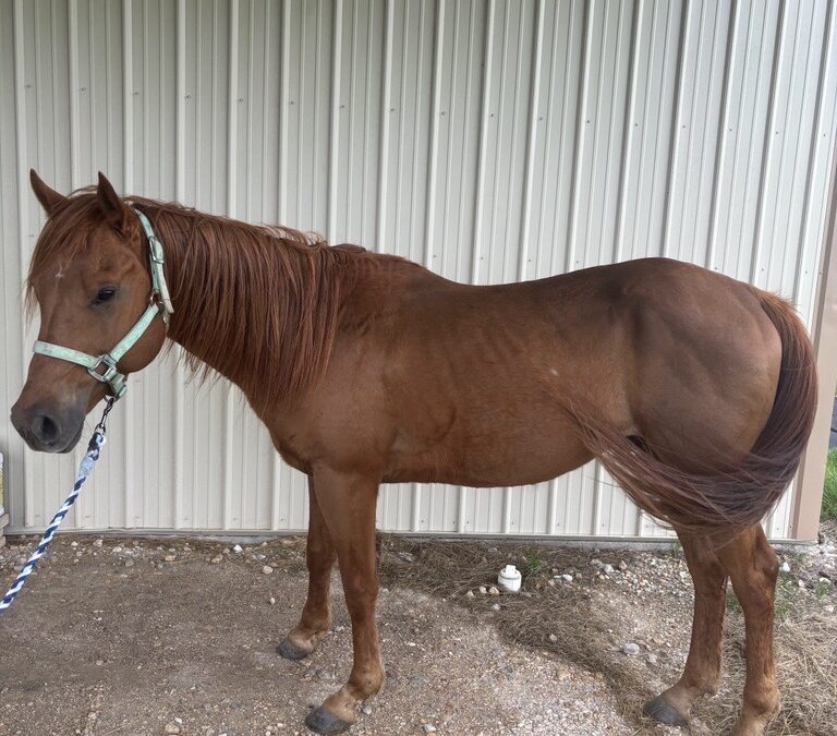 BEHS 1476 – Carrot