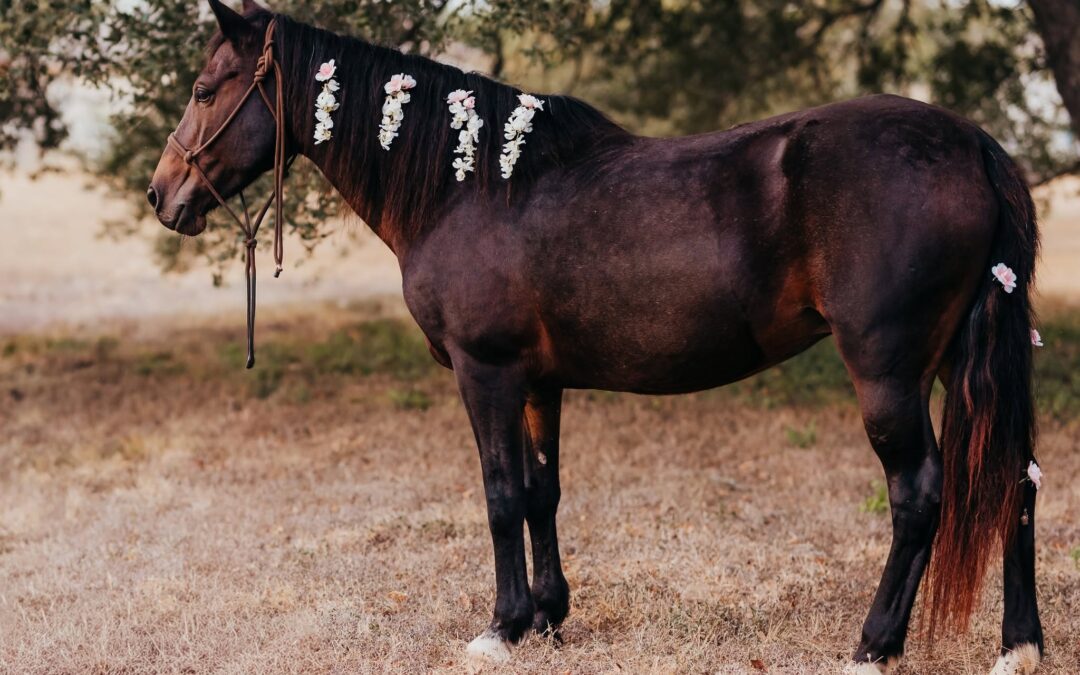 BEHS 1543 – Black Betty