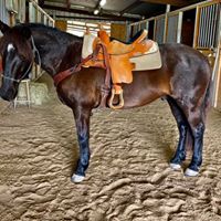BEHS 1036 – Jett