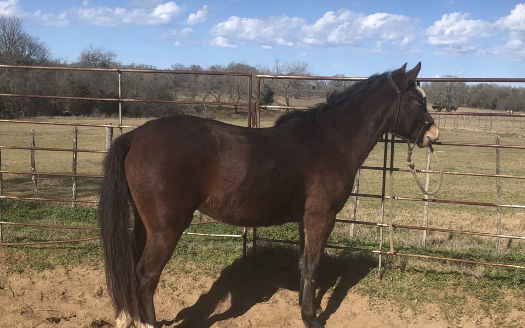 BEHS 1059 – Mocha