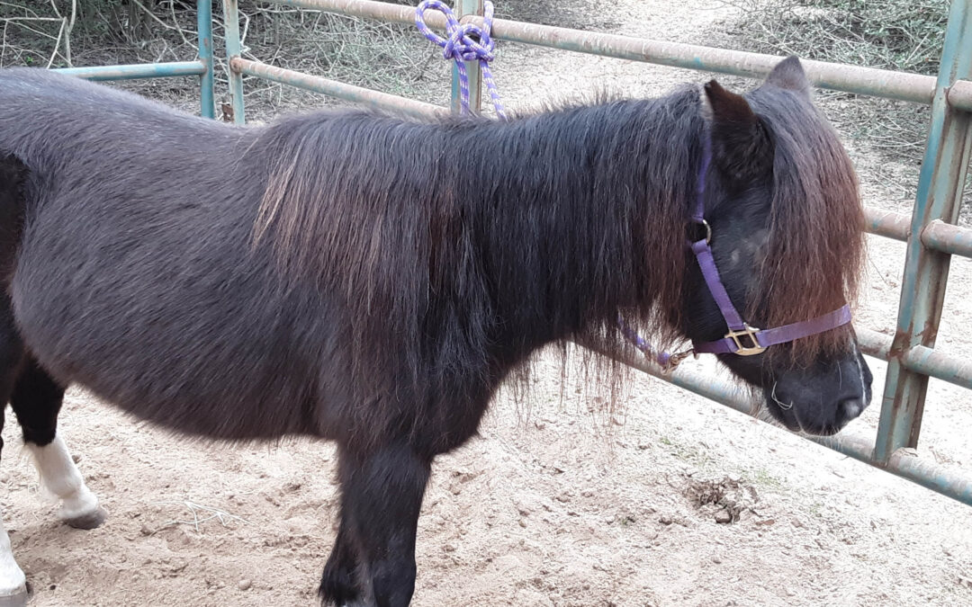 BEHS 1083 – Priscilla