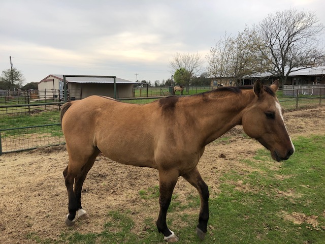 BEHS 1120 – Dutch