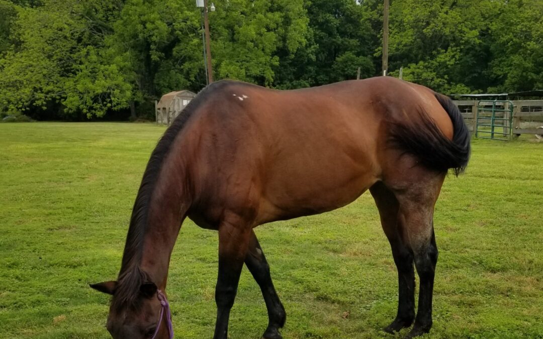 BEHS 1126 – Jazzie