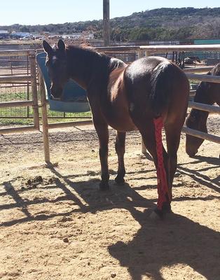 BEHS 291 – Aramis