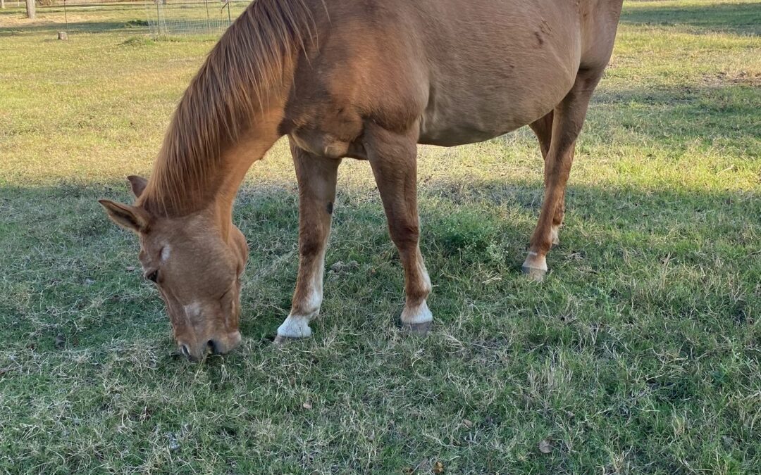 BEHS 1311 – Buckaroo Bob