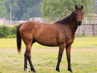 BEHS 1483 – Winston
