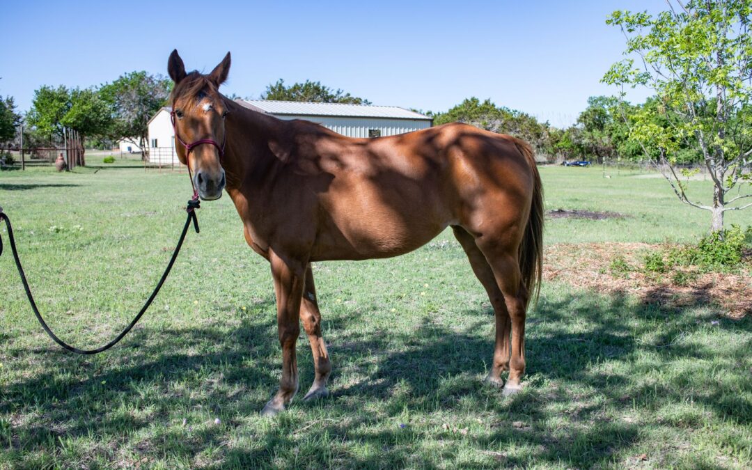 BEHS 1178 – Rosie