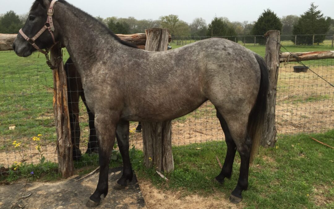 BEHS 791 – Dazzled Blue