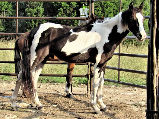 BEHS 1200 – Diamante