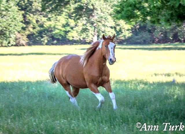 BEHS 644 – Gypsy Star