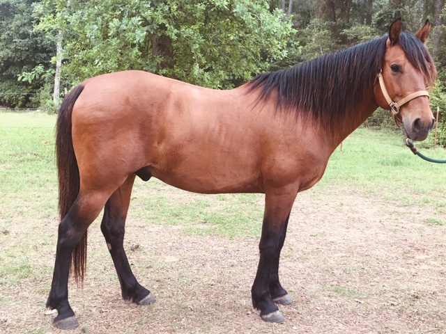 BEHS 1016 – Barnaby
