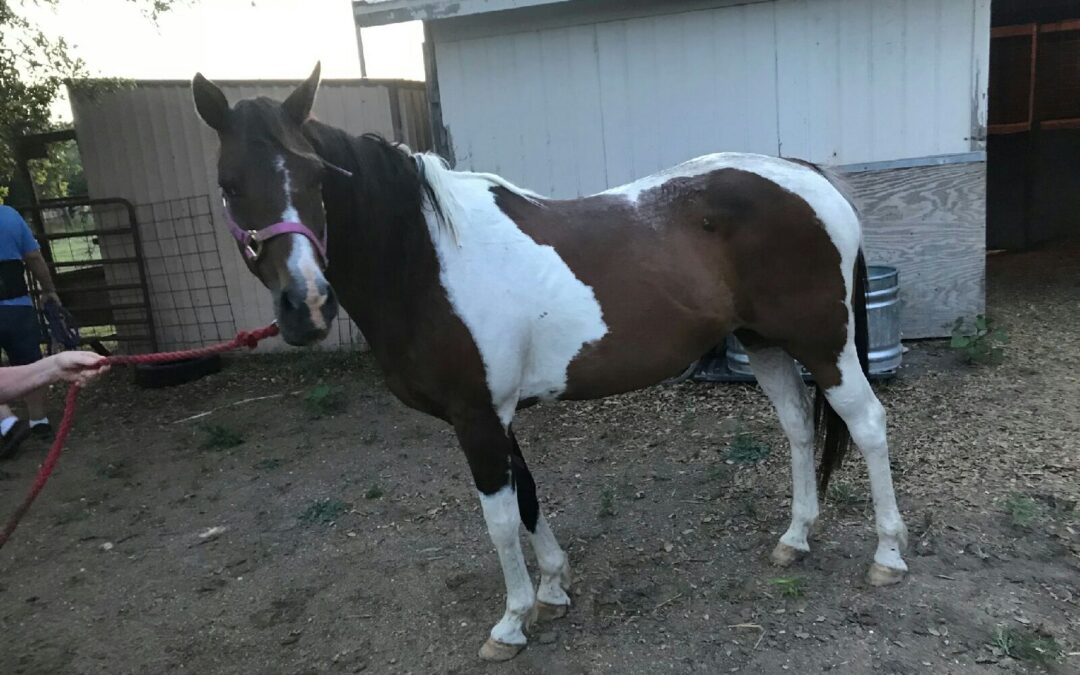 BEHS 987 – Louise