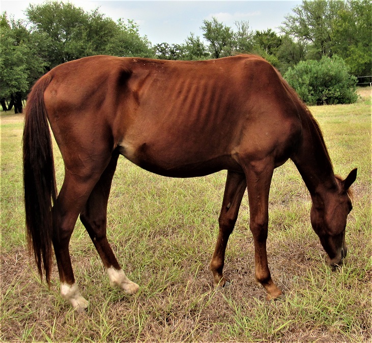 BEHS 1067 – Mango