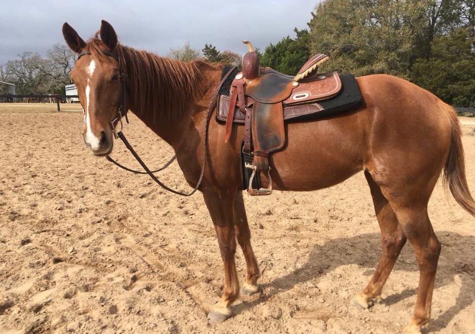 BEHS 942 – Penny
