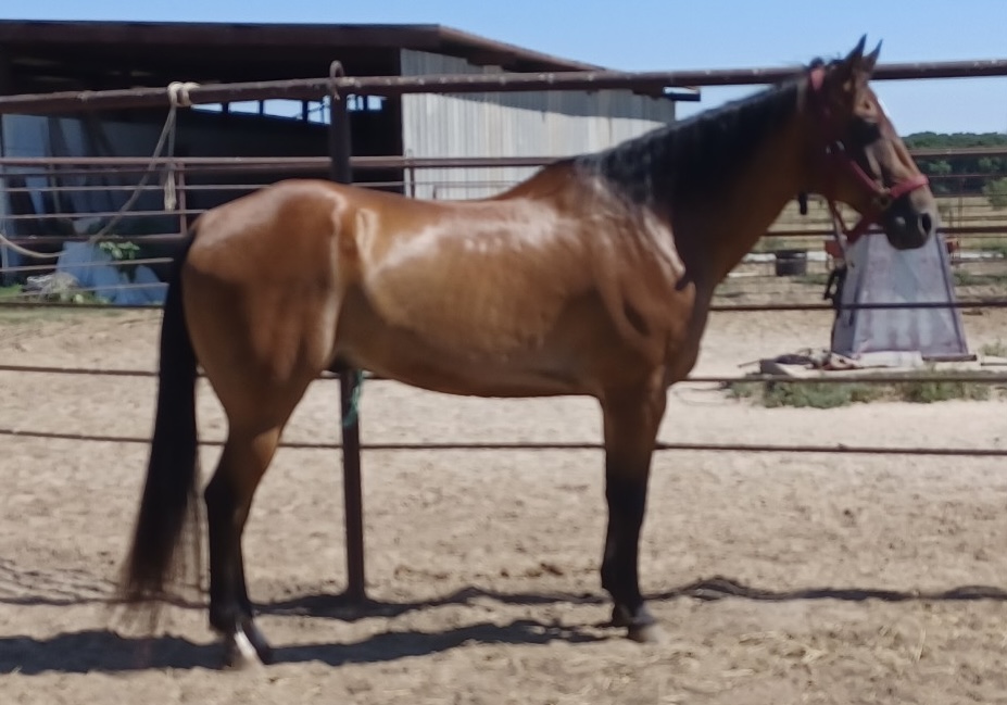 BEHS 1268 – Reno
