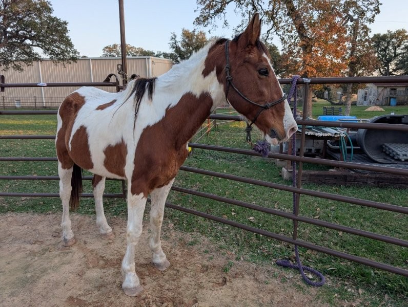 BEHS 1560 – Stetson