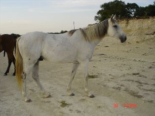 BEHS 069 – Albert