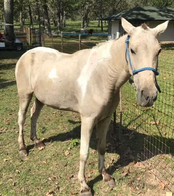 BEHS 890 – Apple Jack