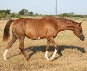 BEHS 369 – Ariel