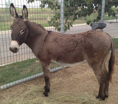 BEHS 709 – Honk’n Herman