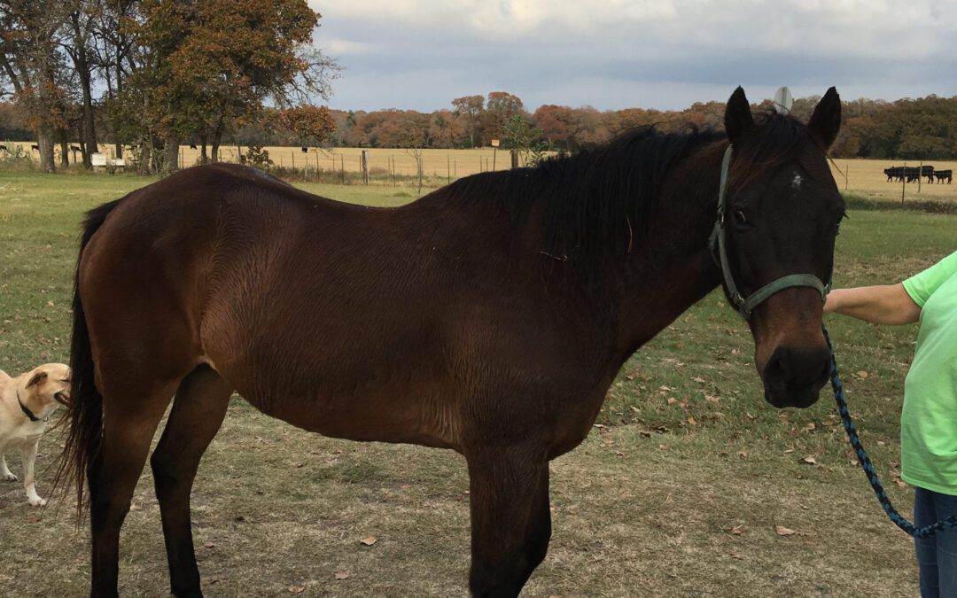 BEHS 943 – Flurry