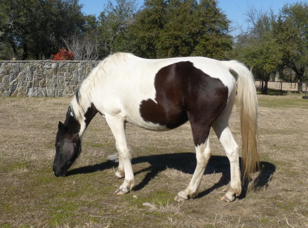 BEHS 769 – Bella Cara