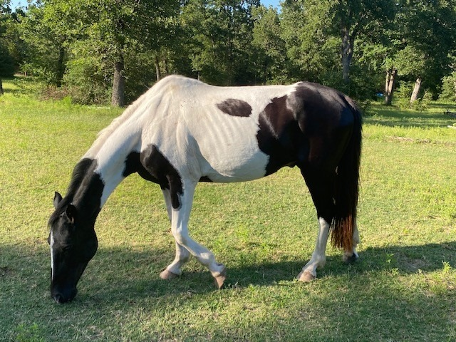 BEHS 1199- Blackjack