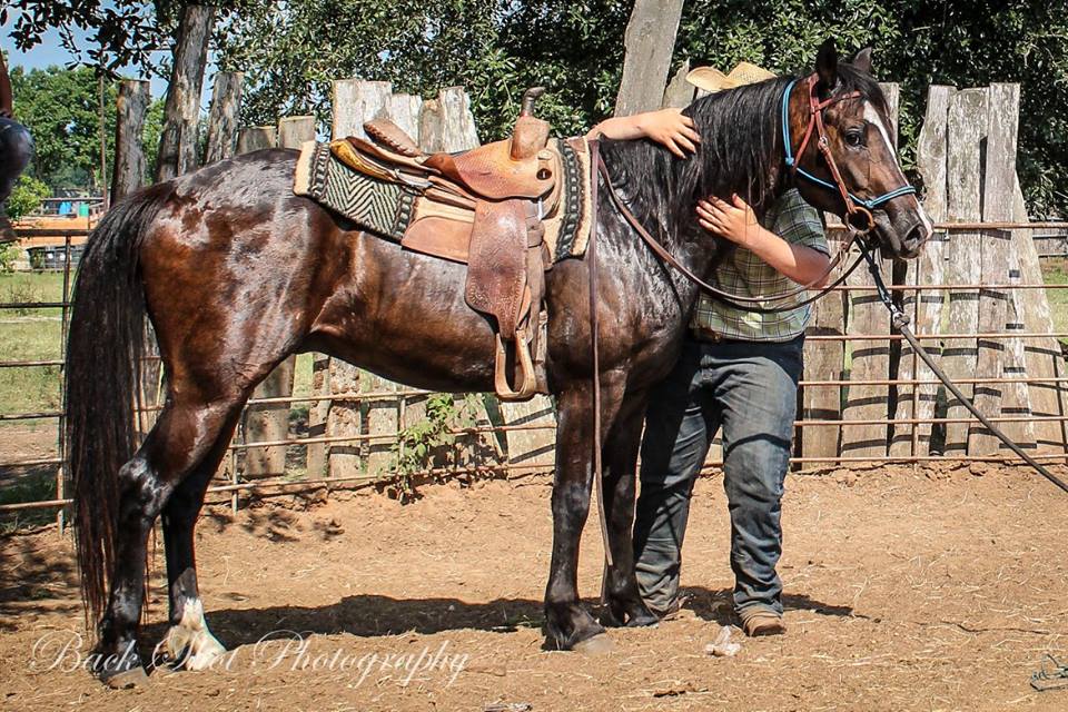 BEHS 902 – Boomer