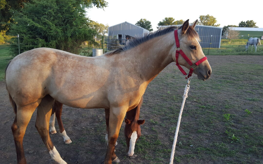 BEHS 868 – Brinlee