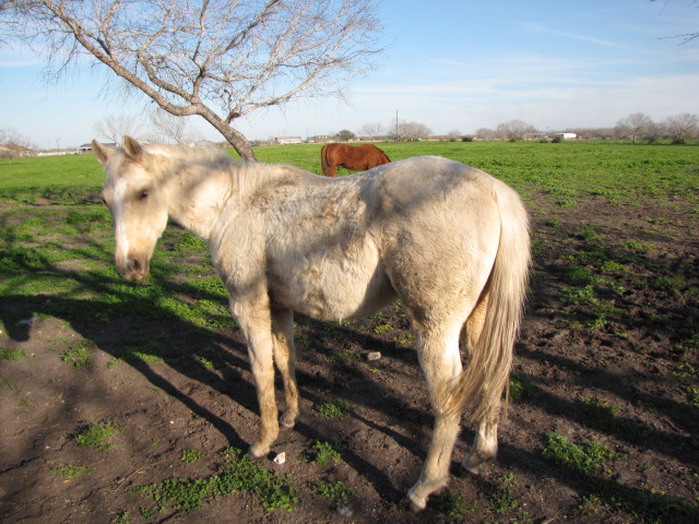 BEHS 449 – Buckeye