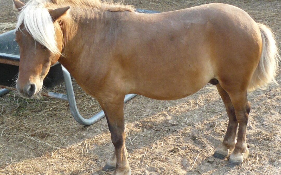 BEHS 781 – Buddy