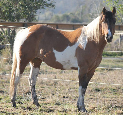 BEHS 702 – Butterscotch