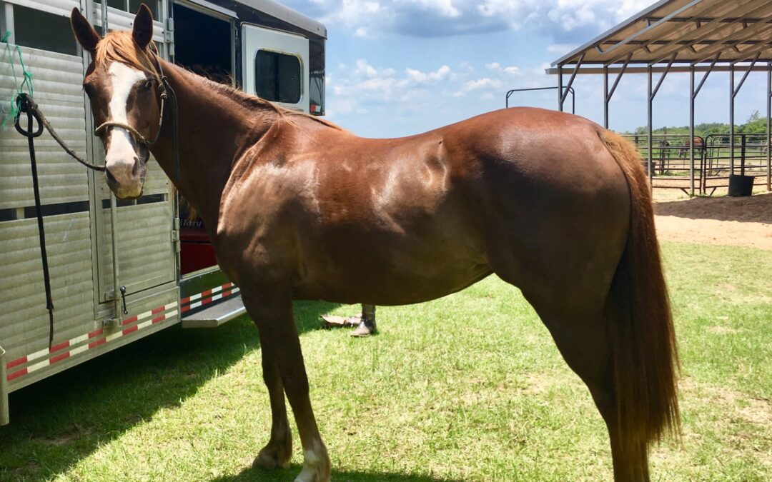 BEHS 928 – Caledonia
