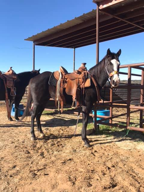 BEHS 829 – Cheyenne