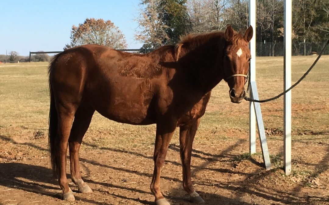 BEHS 1006 – Willow Rose