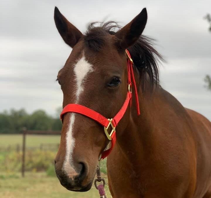 BEHS 1057 – Ember