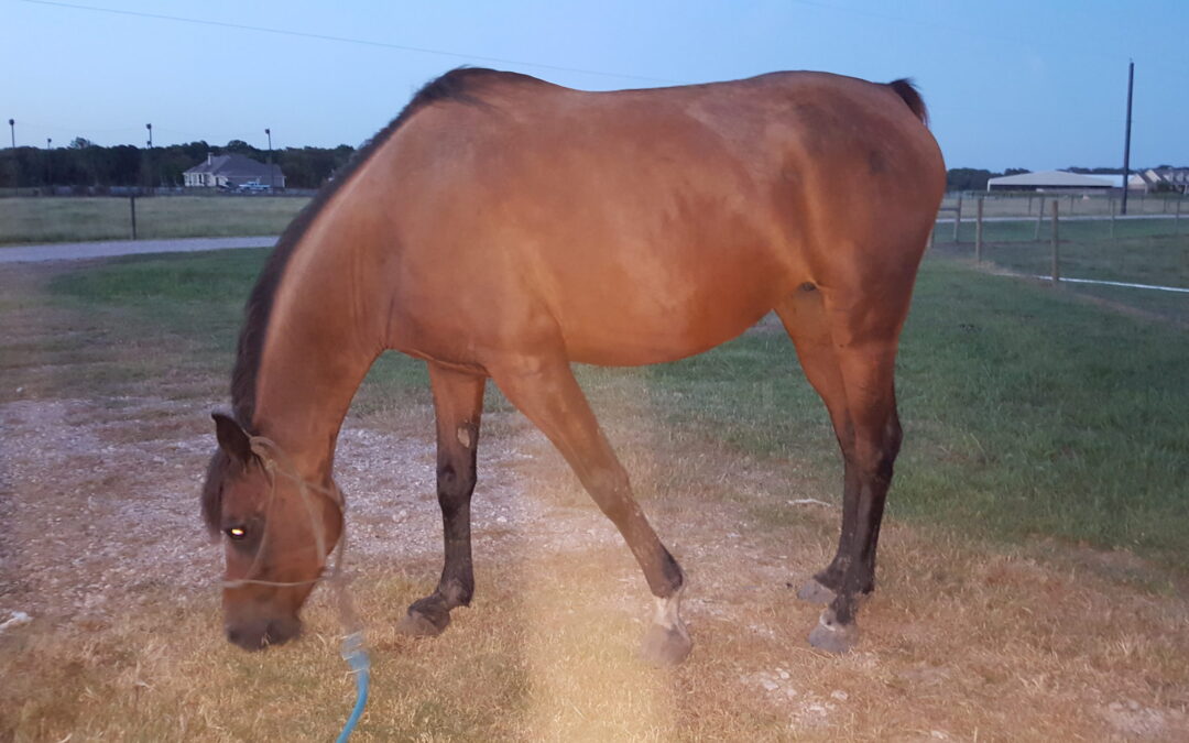 BEHS 848 – Fiona