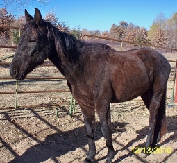 BEHS 519 – Gaucho