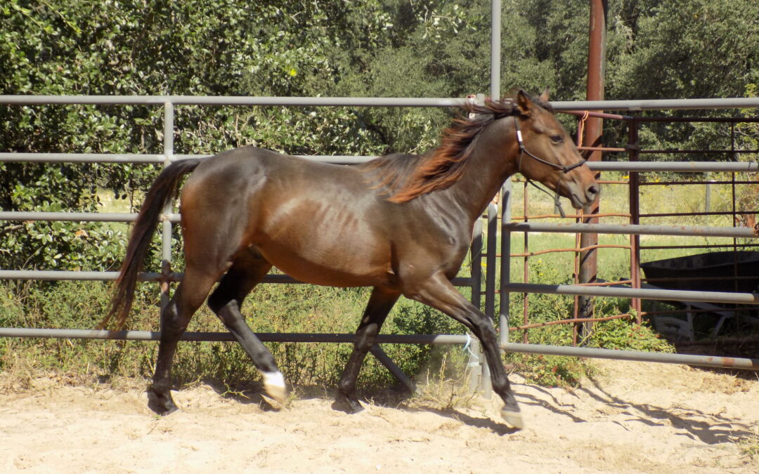 BEHS 921 – Gitano