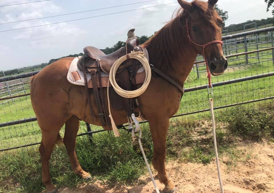 BEHS 1121 – Lil Man Tate