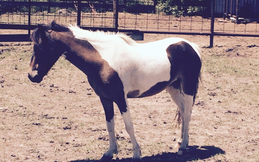 BEHS 742 – Lil Trixie