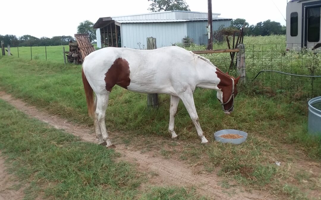 BEHS 932 – Miss Sadie