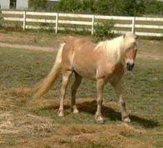 BEHS 027 – Nellie
