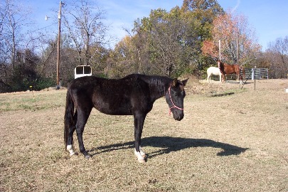 BEHS 214 – Ranger
