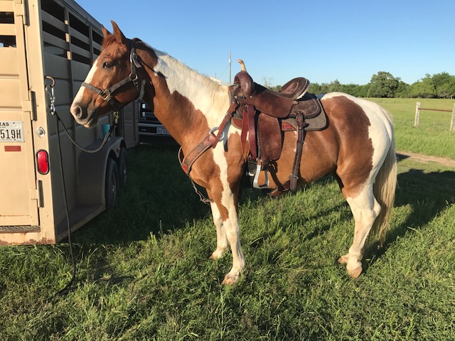 BEHS 860 – Rustler