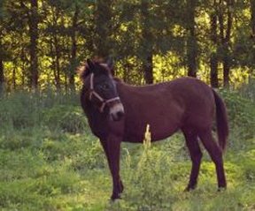 BEHS 040 – Sally