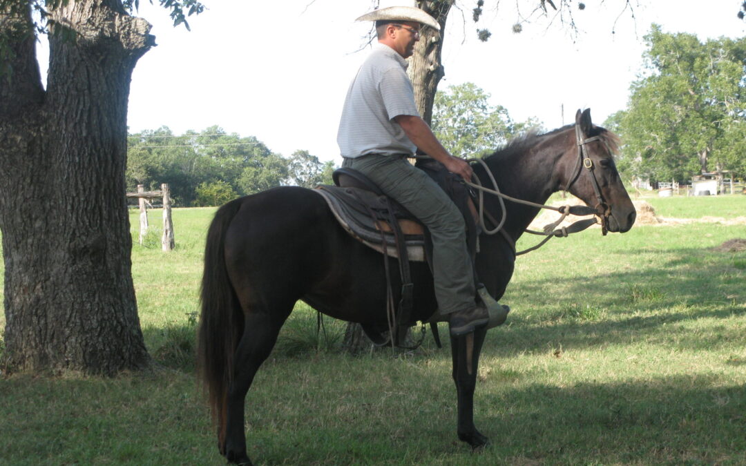BEHS 817 – Senorita